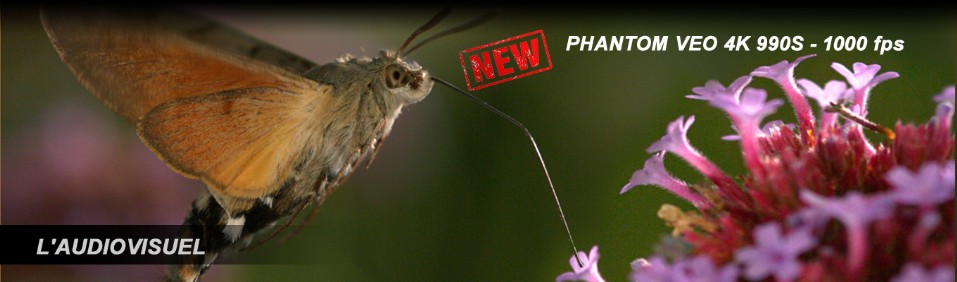 Papillon Sphinx filmé avec une PHANTOM MIRO 