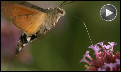 Sphinx filmé avec camera Slow motion MIRO